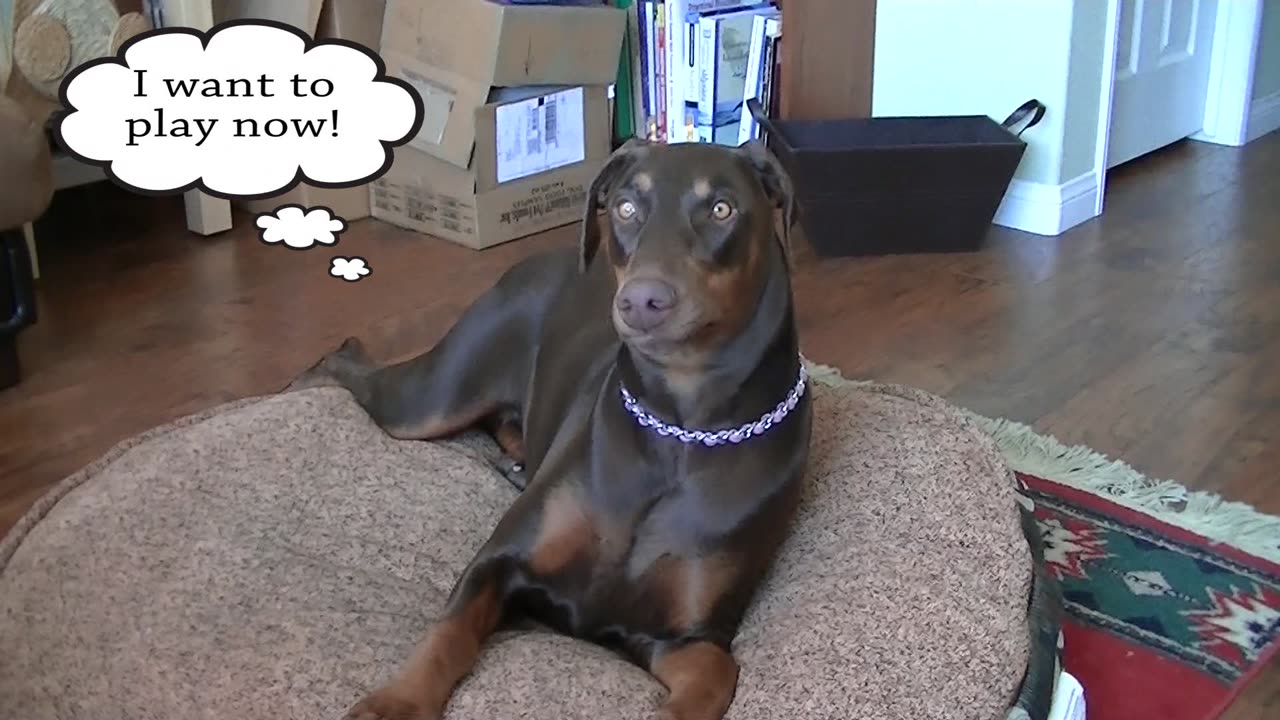 Roma The Doberman is Sad