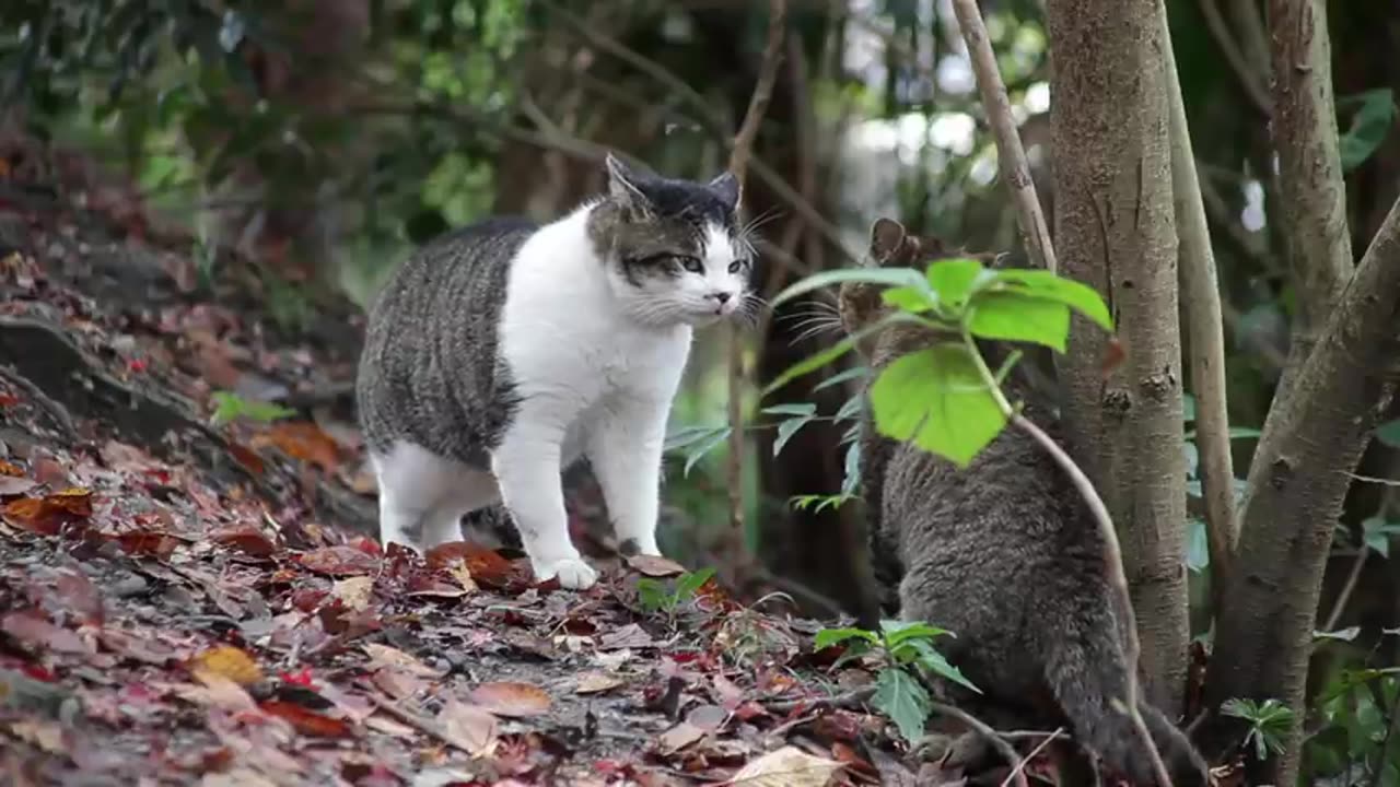 Cat Fight - HD 1080p