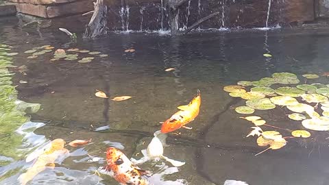 KOI FISH POND W WATERFALL