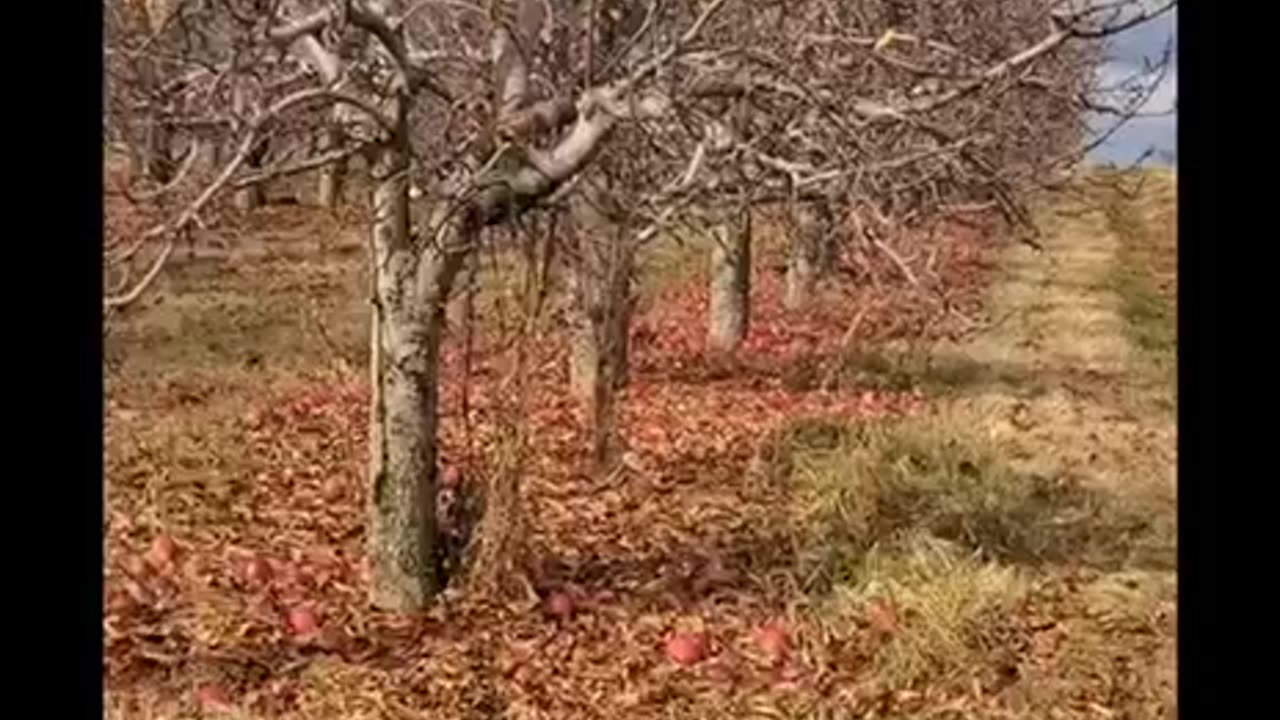 Adams Pennsylvania were told to the let the apples rot and corn.