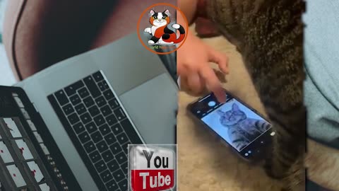 Watch a cat's reaction when it sees itself in a selfie Iphone