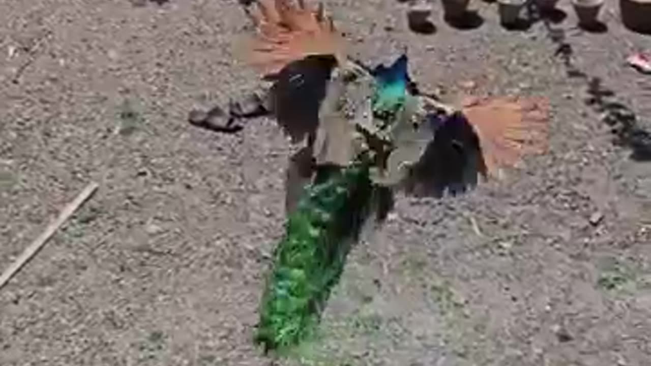 Beautiful peacock bird