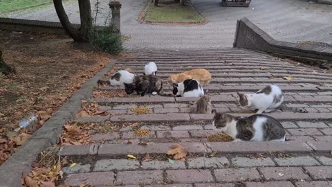 If you sit in this park, tens of cats will gather around you.,,,