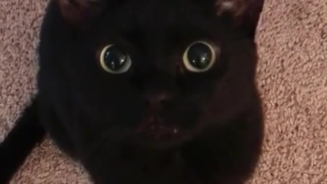 A cat whose eyes shine