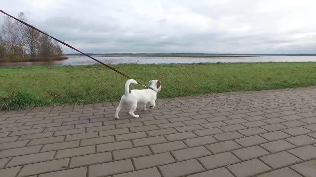 Letter from a dog to his human.