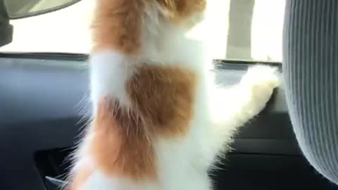 Cat inside the car