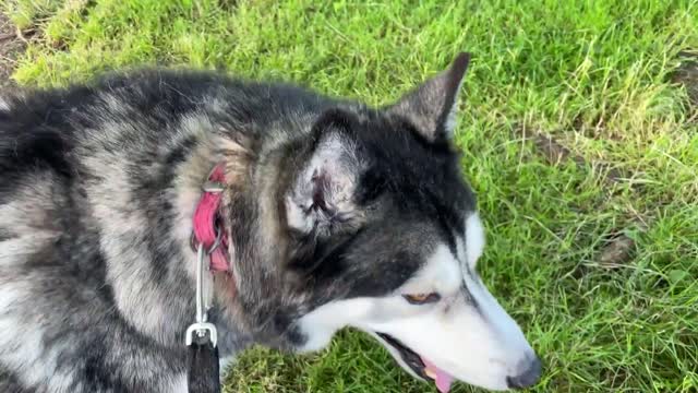 Talking Husky Says Hello to His Vet! He Loves Her!