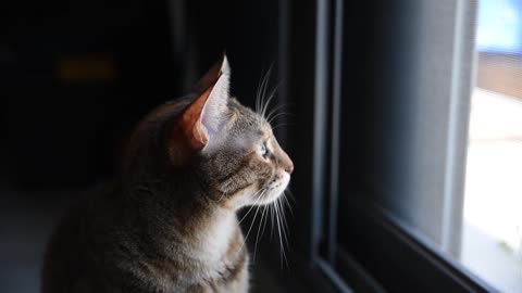 Cat Looking Outside