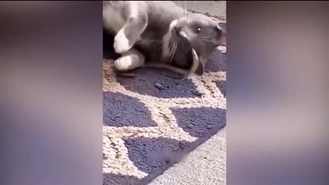 Cat's funny video