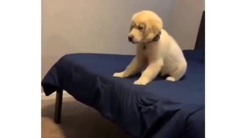 Puppy jumps on top of roommate