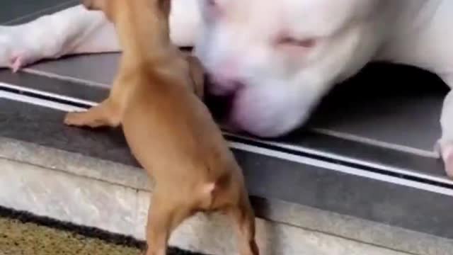 Puppy Won't Stop Playing With Big Dog