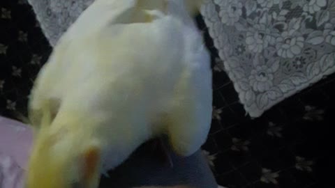 Playing with the bird.