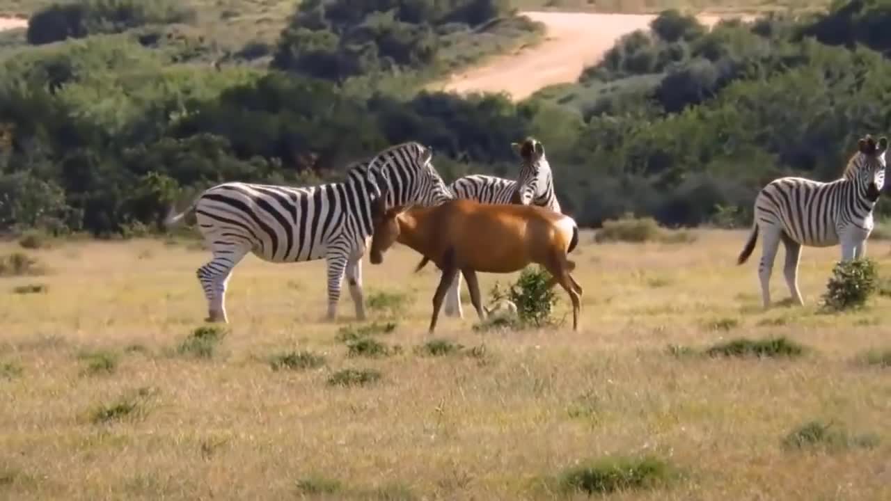 Trying to Attack a Hedgehog, Poor Lion Tragically Died