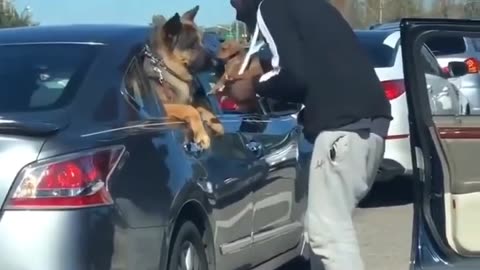 Man introduces his puppy to another dog in traffic..