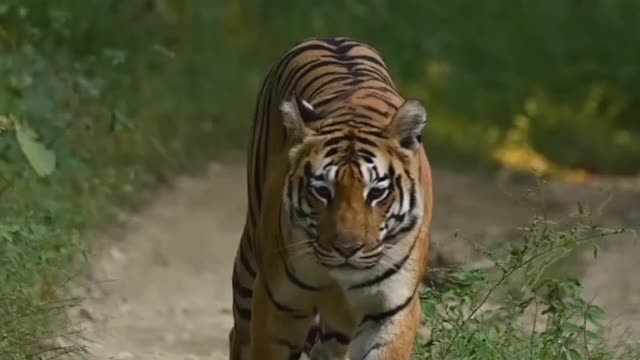 Khursapar Pench Female Tirgess