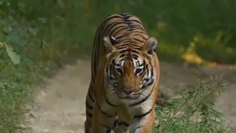 Khursapar Pench Female Tirgess