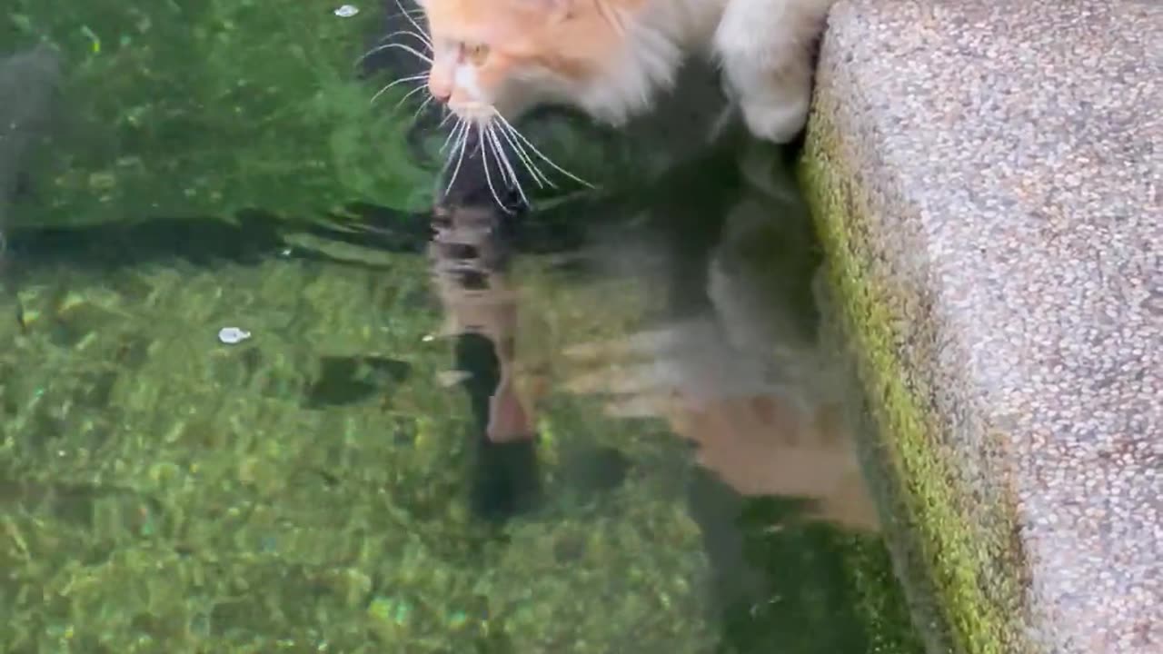 Fishing Kittens See Water For the First Time
