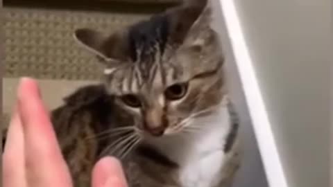 Meu gatinho levou um susto