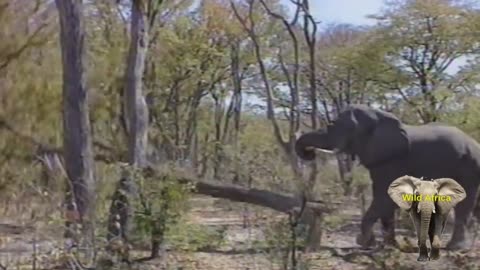 Elephant Bull Pushing Down A Massive Tree. Amazing