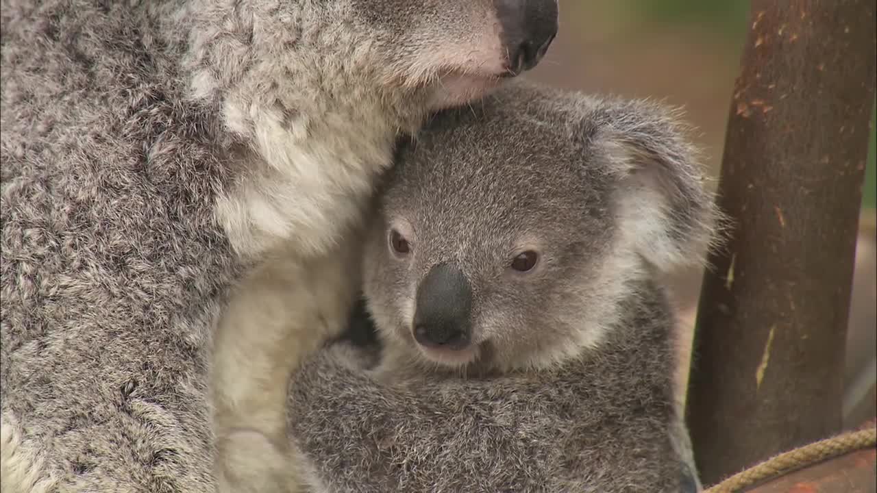 Koalas