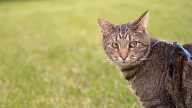 Bengal Tiger Cat looking around in grass