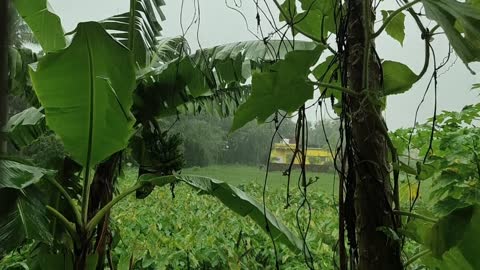 Ambient rain in the tropics