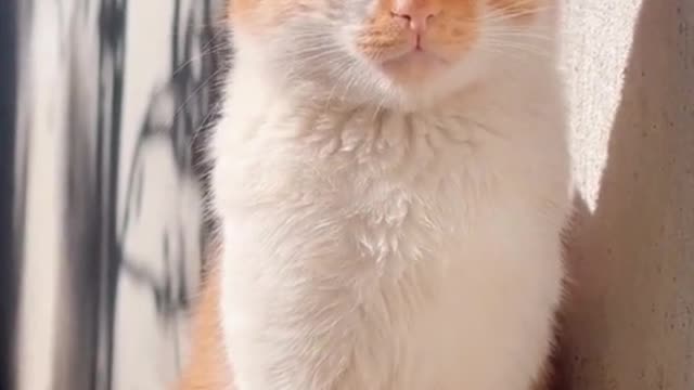 Haaaa, the kitten is dozing off