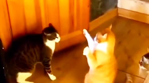 Perfectly Hilarious Feline Antics! 😹