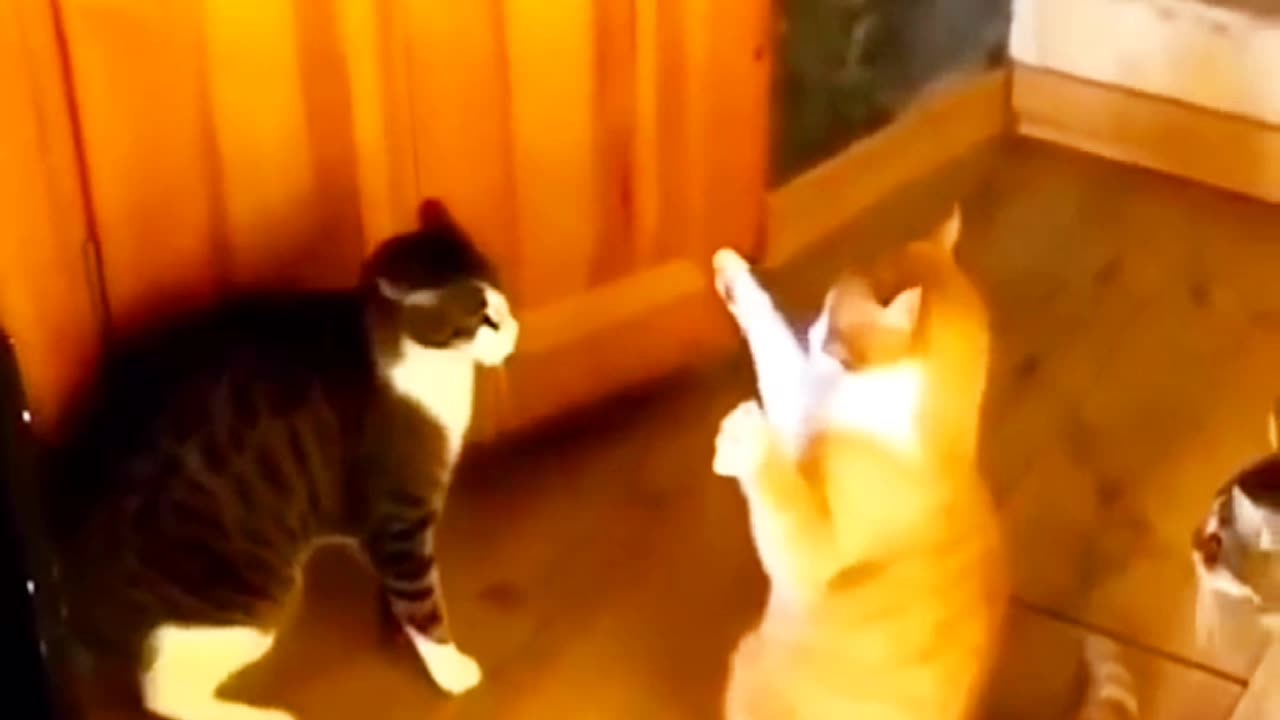 Perfectly Hilarious Feline Antics! 😹