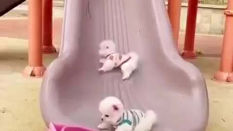 Little cute puppies