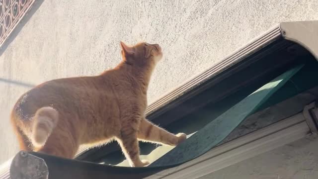 A Day in the Life of a Cat #103 - Cute Cats