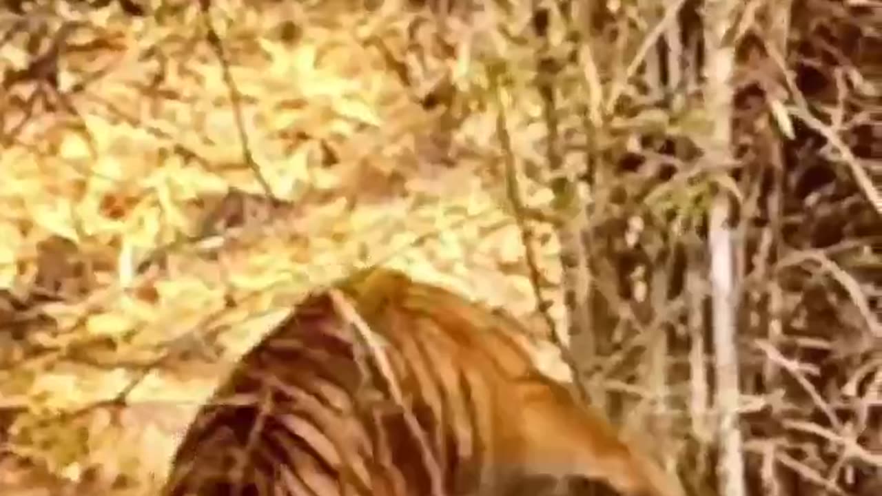 Tiger and Bear Fight Who will win