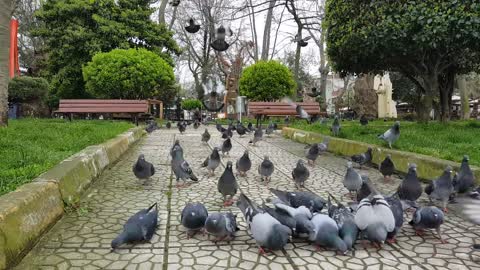 These Pigeons scared me when they flew away