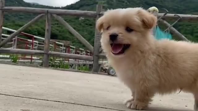 Every day of puppy