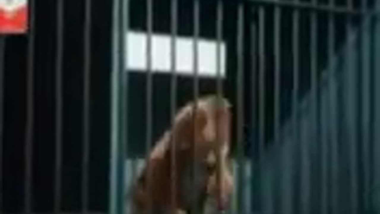 Haha funny video