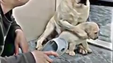 Dog mother save her son