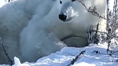 The Polar Bear
