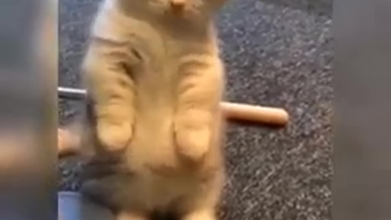 Baby cats - cute and funny cats videos complition