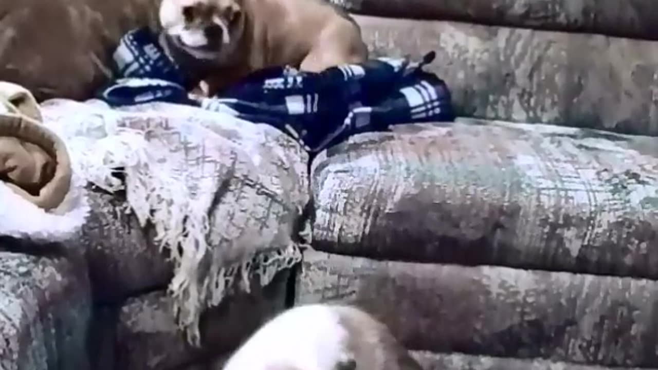 Funny Cat vs Dogs