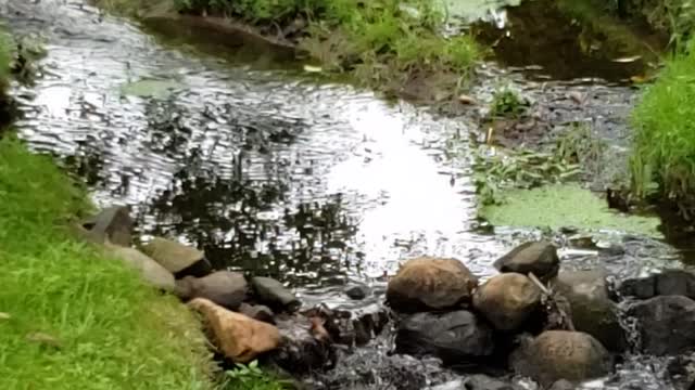 Cool little creek