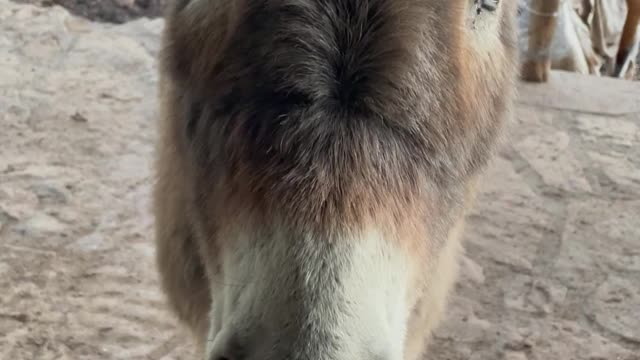 Leo the Donkey Knocks on Door for Some Attention