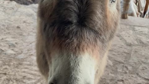 Leo the Donkey Knocks on Door for Some Attention