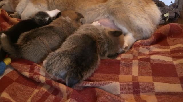 cute corgi have a feeding time