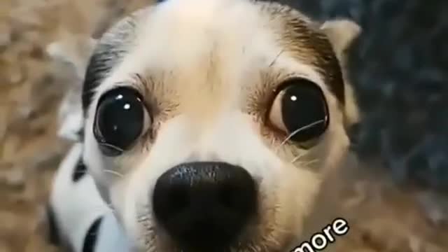 Funny Dog!!! Funny TikTok!!! Funny Video!!! Animals!!! #shorts #tiktok #funnyvideos#mhaynelTV-13