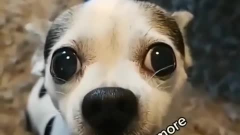 Funny Dog!!! Funny TikTok!!! Funny Video!!! Animals!!! #shorts #tiktok #funnyvideos#mhaynelTV-13