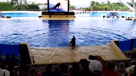 Orca Ocean al Loro Parque