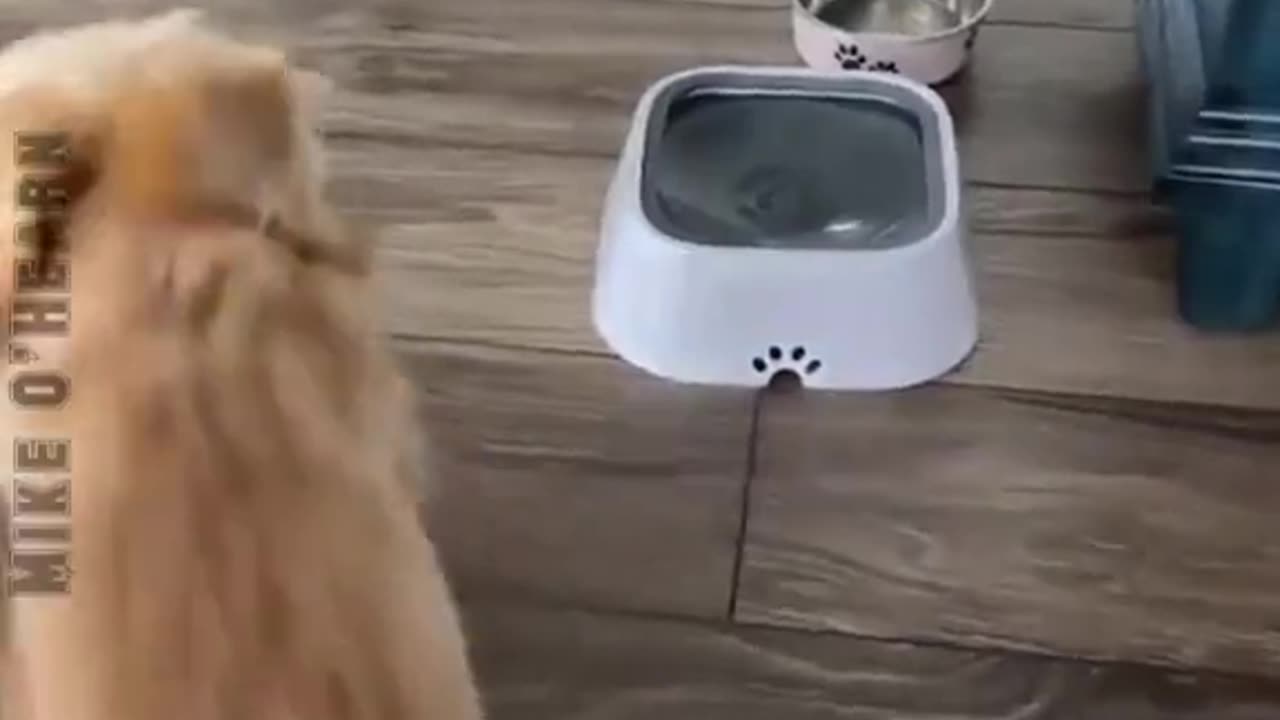 Funny pets clip