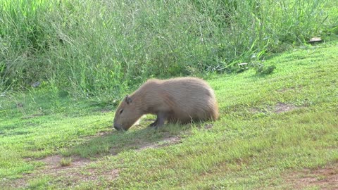 Capybara Eating Grass