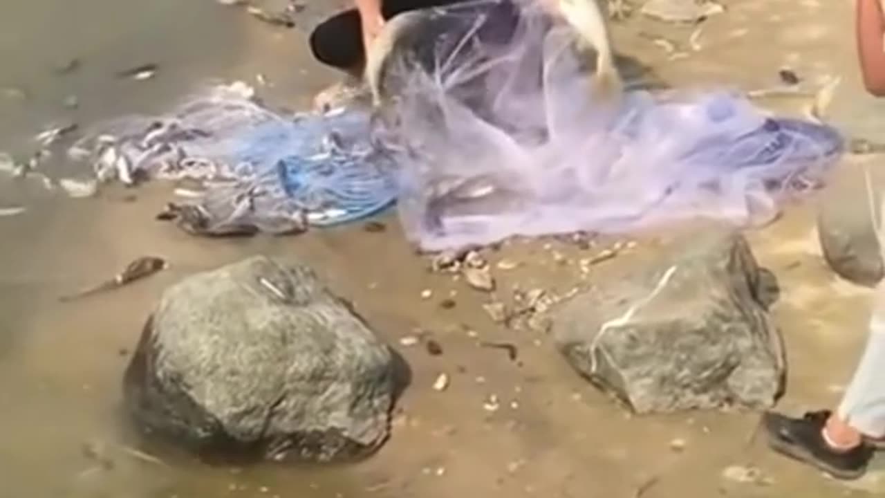 just by throwing a net onto the river bank, he easily caught hundreds of fish