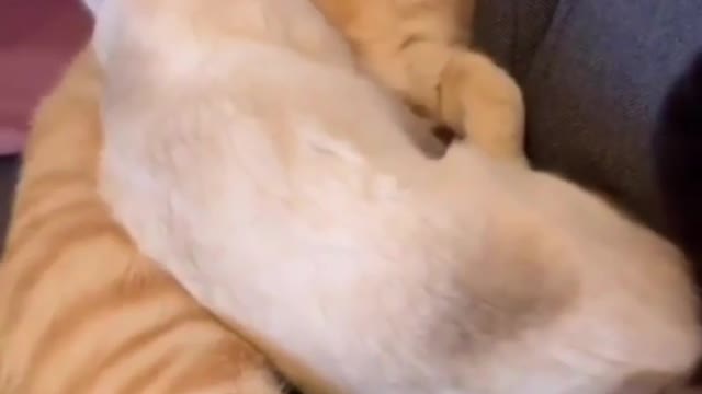Learn Cats in Ten Minutes